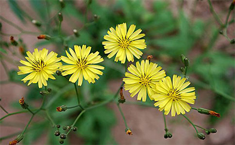 野菊花